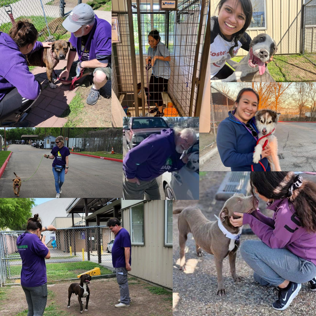 collage of volunteer photos